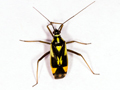 Grypocoris stysi